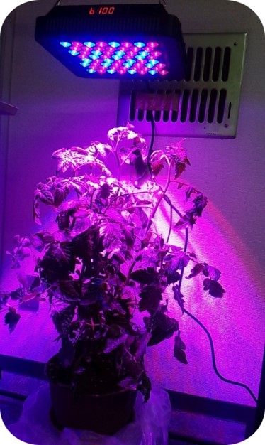 植物育成用LED照明
