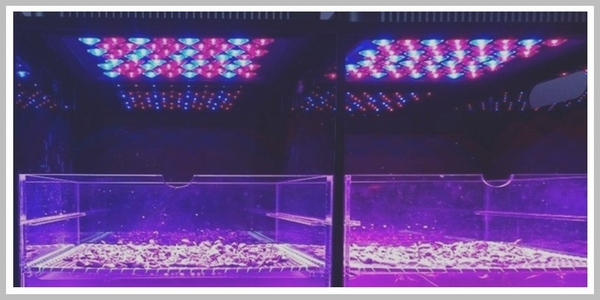 植物育成用LED照明システム